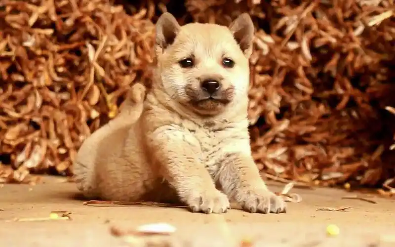 【中华田园犬】回顾小奶狗刚到家的呆萌时刻,那些美好的时光看一百遍