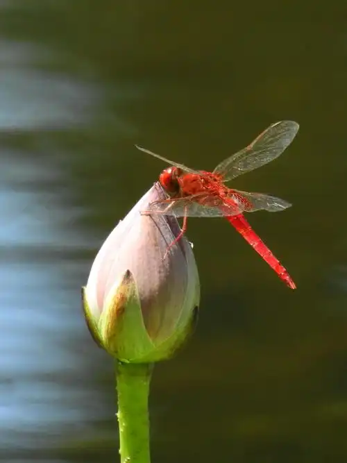 就在近日,古莲子复活,并蒂莲盛开,飞燕落荷花,喜事连连 李都