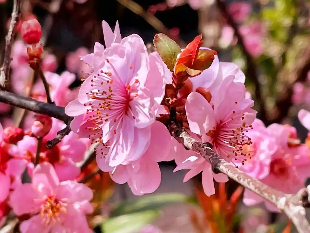 美人梅一开就是满树的灿烂,如彩霞般08#烟花三月 #春意盎然 - 抖音