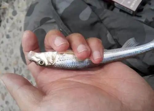 此鱼的体形如古代造船使用的一种钉子,每年的寒冬特别好钓