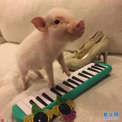 盘点好命的幸福猪二师兄当网红享清福生活好逍遥组图