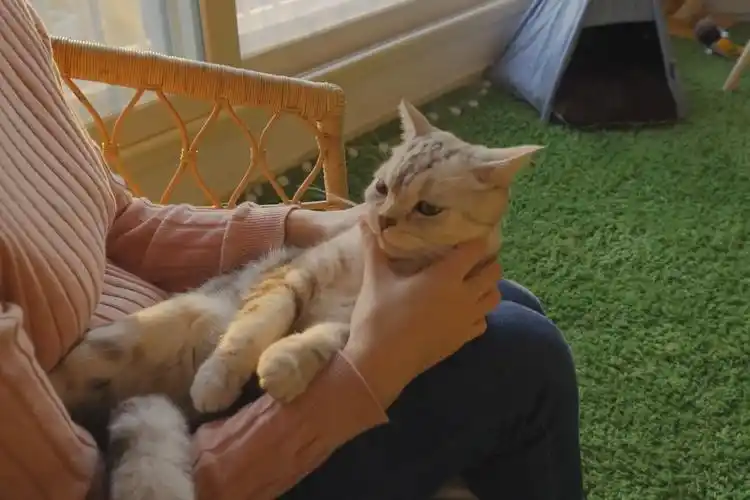 春和日暖猫咪静静地躺在女主人怀里享受按摩享受宠爱