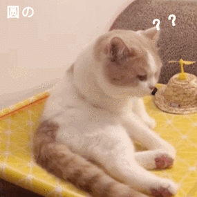 问号(猫咪动图)