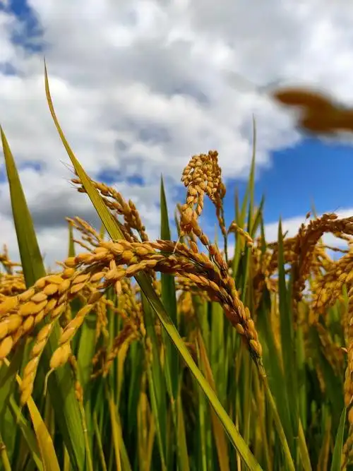 金色的九月,迎来了稻谷的丰收景象,金黄色的稻子和压弯杆的谷子,在