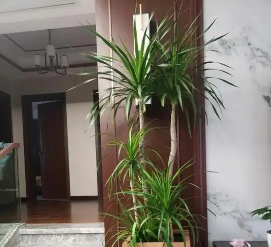 室内养的"龙血树"太争气了,叶片疯长成爆炸头,越看越想笑