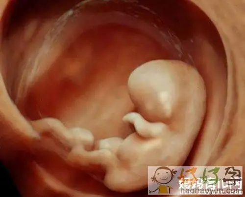 怀孕2个月胎儿的大小的秘密 简直萌化了有木有!