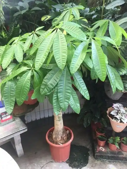 寓意好,还喜庆的几种植物,最适合春节养