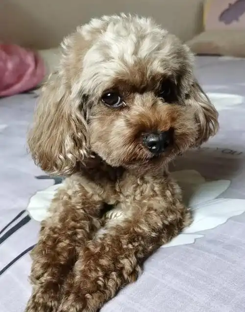 沈阳经济技术开发区工业大学南门附近丢失一只棕色母泰迪