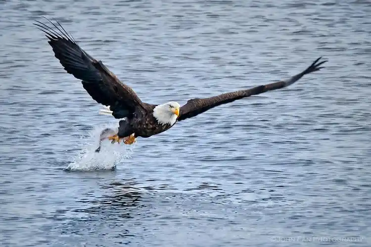 喜欢密西西比河上的雄鹰,因为在它俯冲而下的瞬间,带着一股扑面的霸气