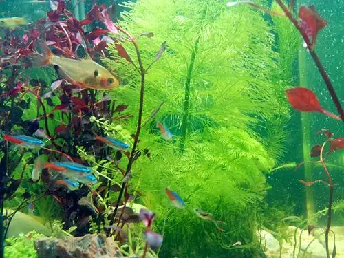 身上带花纹,背鳍上有白点,尾吧上下各有一条红线的小鱼,有点像孔雀鱼