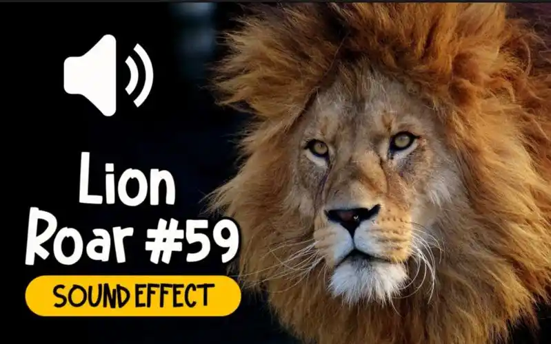狮子 #59 吼叫 叫声 动物 音效 (hq)