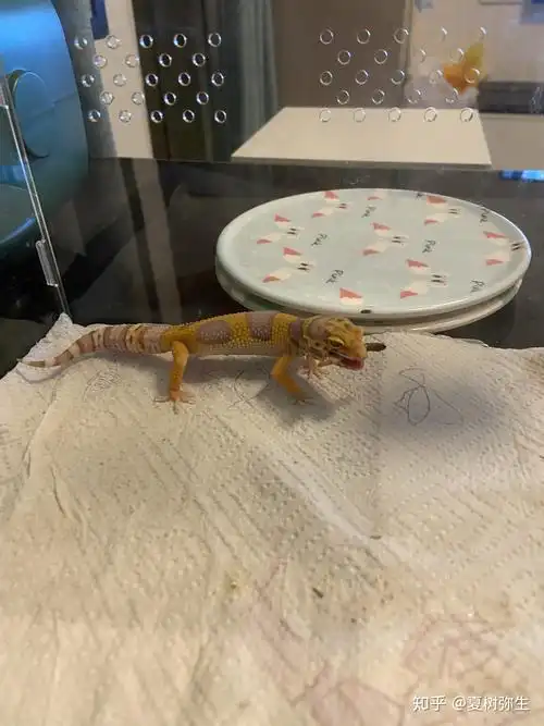 守宫的橘白崽呀萌到爆