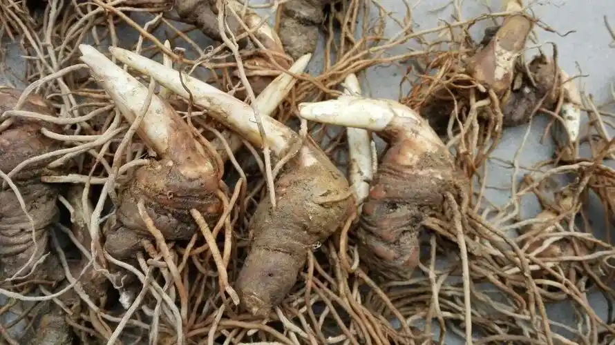 农村一种奇怪野草是山区农民的救命草48元只能买十克