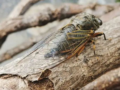 最后一只蝉!秋天来了