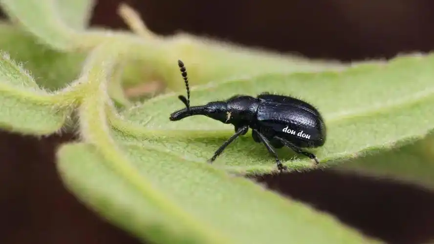 【虫谱大观】卷叶象