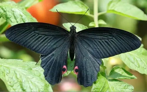 广州100种常见小动物