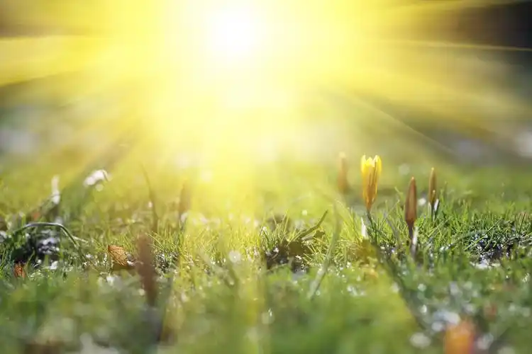 阳光下美丽的鲜花