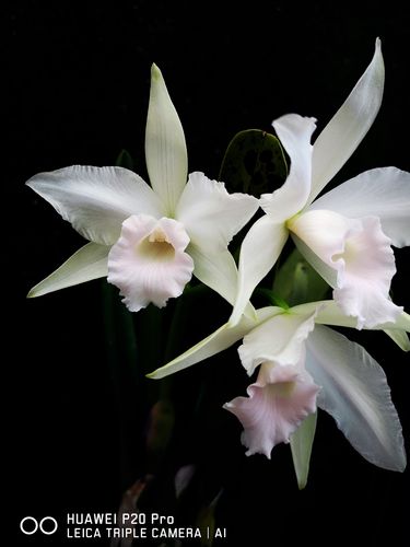 番茄兰花卡特兰卡特原种婆婆雅韵白婆婆处女virginalis时令草本花卉