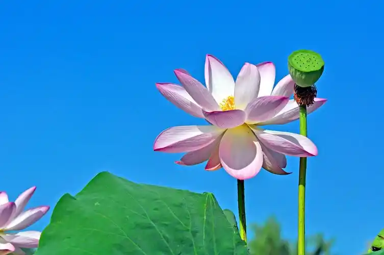 2020圆明园荷花季(十六)荷花蓝天