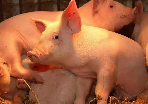 生猪价格的上涨风暴正如火如荼地进行着,而仔猪价格却显示出了"掉头