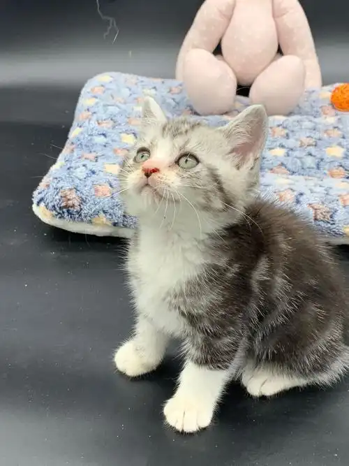 美短起司妹妹两个月 还有蓝白弟弟两个两个半月小偿.