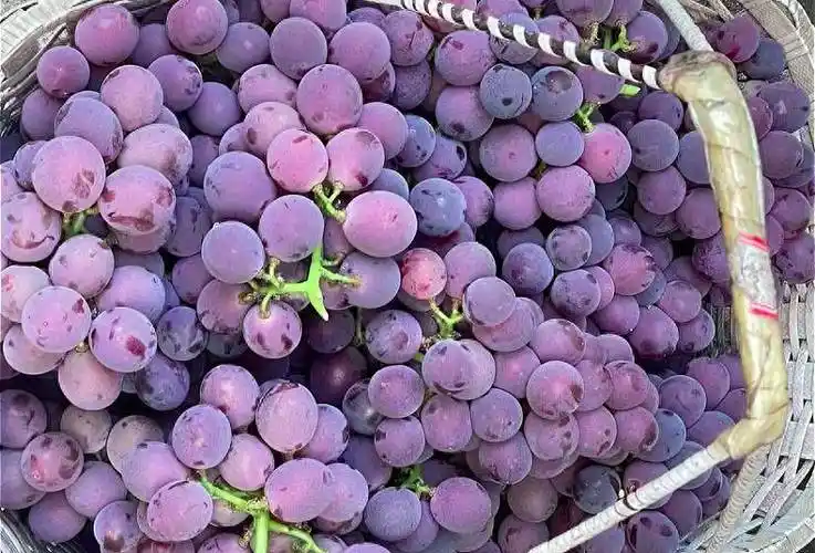 春季,建议:少吃西瓜和苦瓜,多吃5种秋果,润燥养人,舒坦度秋_黄桃