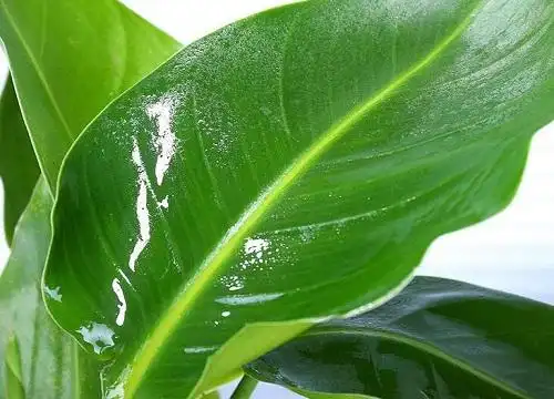 天堂鸟叶子有毒吗