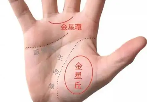 金星丘饱满的人财运旺盛