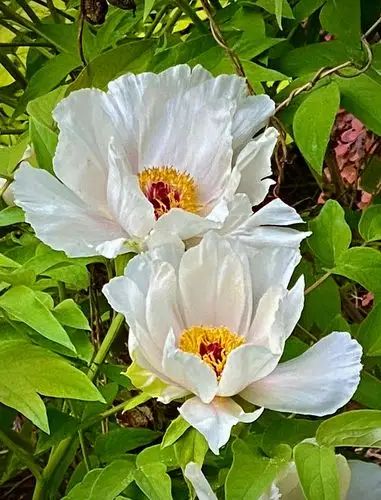 "圣洁""天香"的白牡丹——花痴老人摄制 2020年4月16日