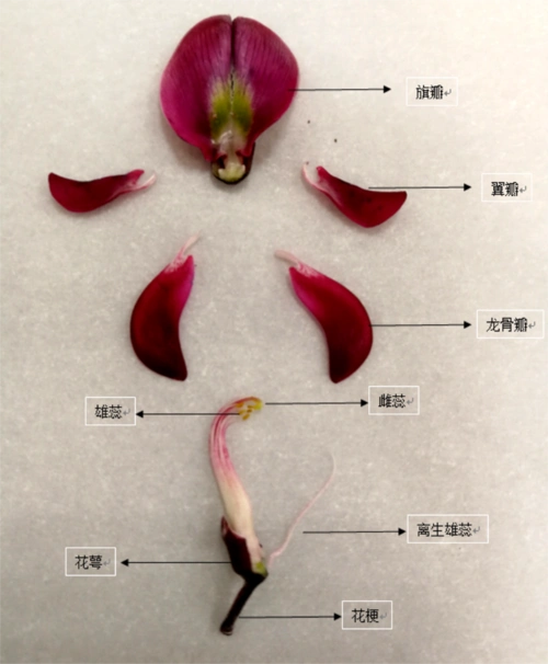 香花鸡血藤花部结构解剖图香花鸡血藤圆锥花序香花鸡血藤完全展开的