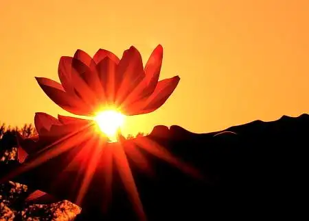 佛光照莲台-一组荷花(2)