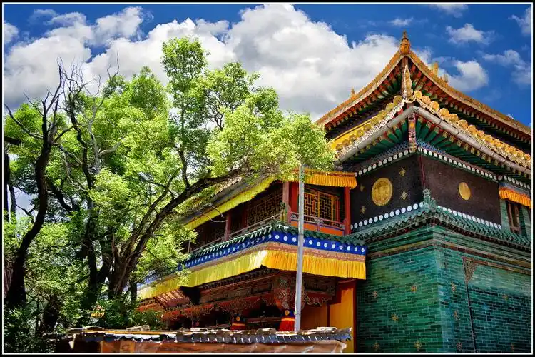 塔尔寺菩提树与大金瓦寺