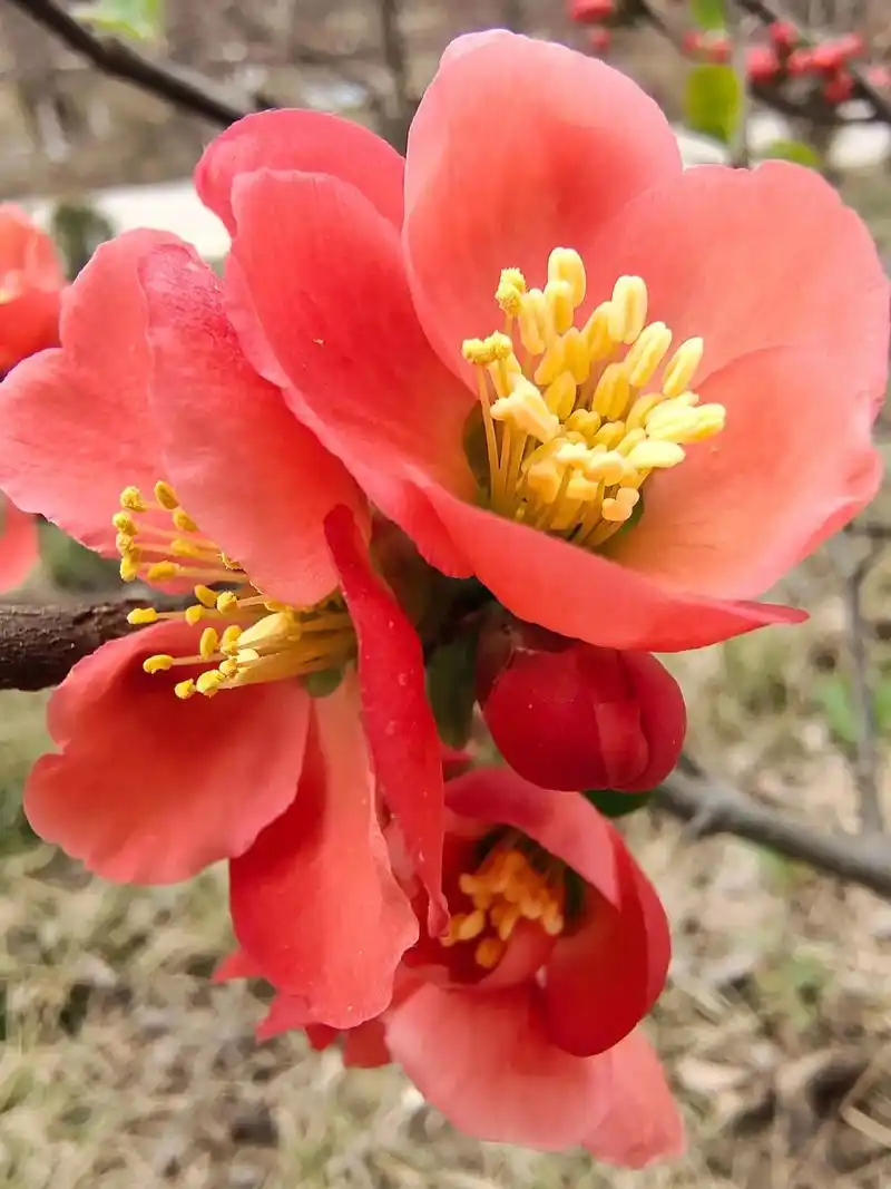 贴梗海棠花朵鲜润丰腴,绚烂耀目是海棠花中的上品,得到历代文人 - 抖