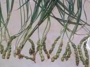 禾本科铁秤砣 咕噜子药野生中草药材种苗观赏药用盆栽花卉绿植