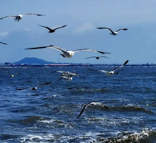 海鸥与你同行.