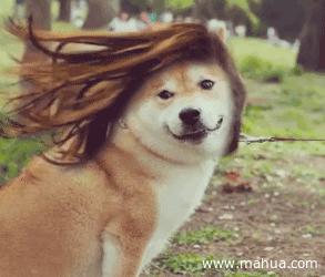 阿汪发型蛮成功飘逸gif动图_动态图_表情包下载_soogif