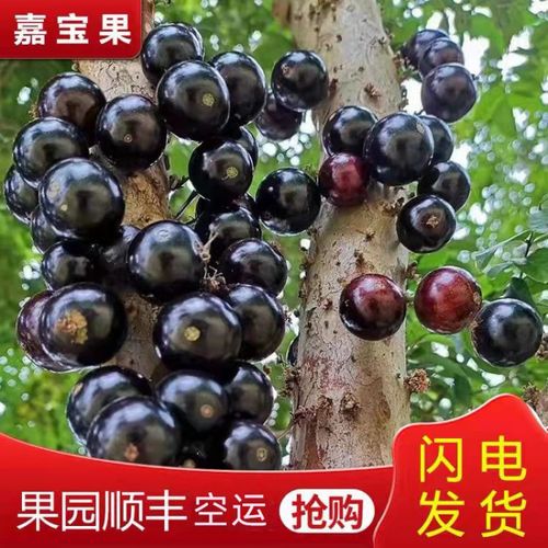 果新鲜水果树葡萄现摘稀有水果加宝果珍宝果国产罕见鲜果热带孕妇水果