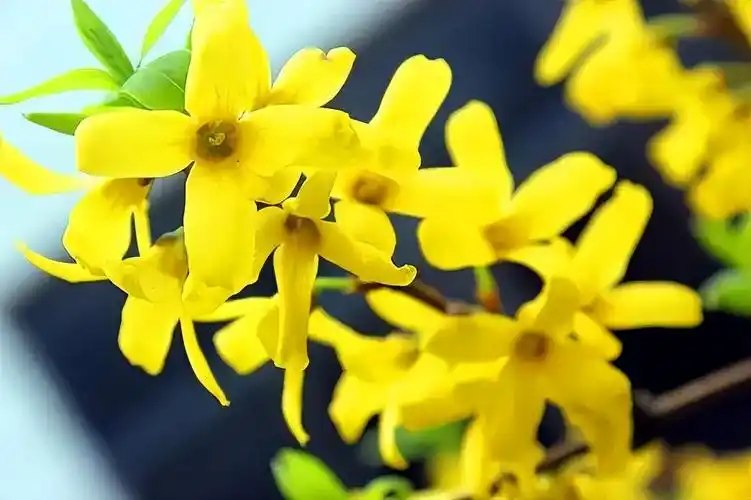 这些花花,你都认识吗?-万思特网