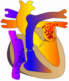 得了二尖瓣反流能活多久?该如何治疗?_心脏