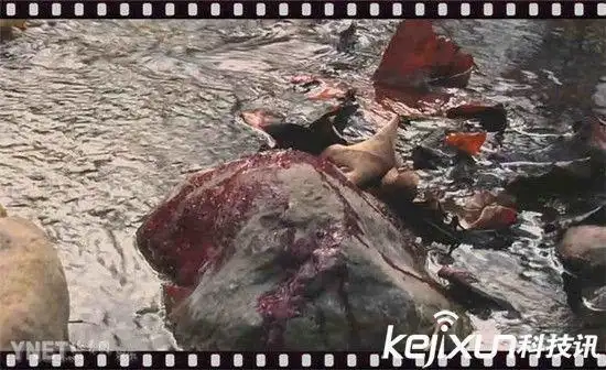 非洲食人族女人地位不如猪