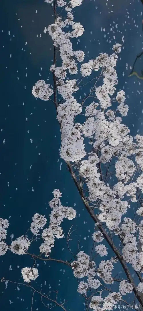 小众高级冷淡风格 手机壁纸