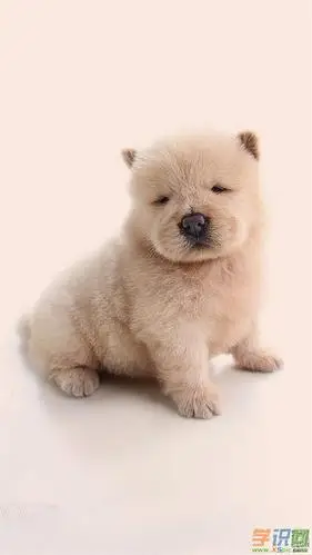 手机壁纸高清狗狗图片