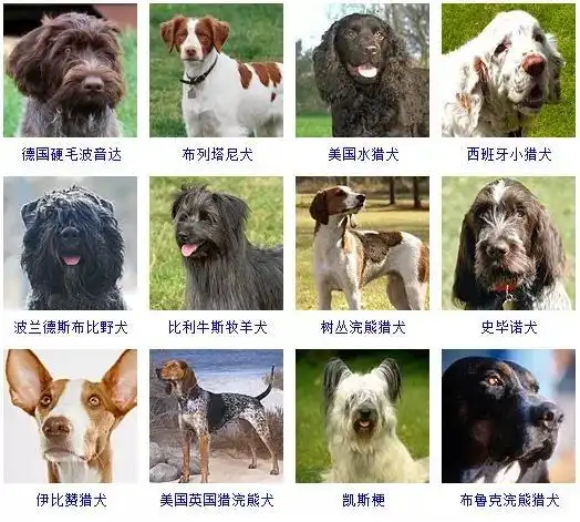 宠物狗的种类有哪些(宠物狗的种类图片及名称)
