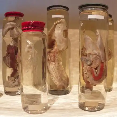 福尔马林的主要成分是什么?_生活常识_中睿百科网