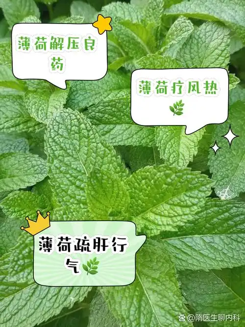 薄荷的作用和功效 姐妹们,有没有发现薄荷这种草本植物真的太神奇了!