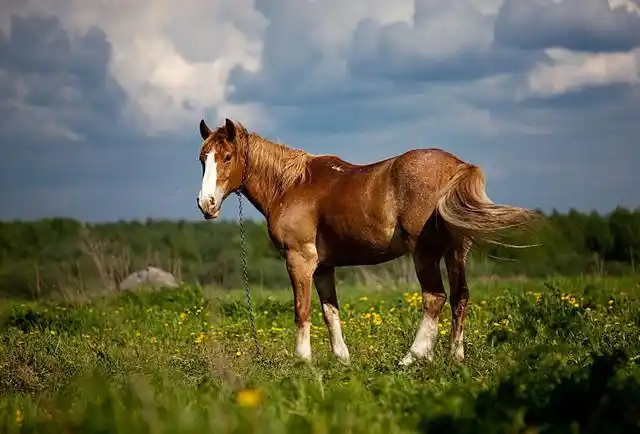 50张以马为主题的摄影作品