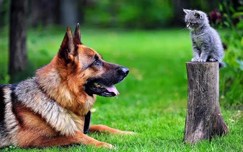 超可爱猫咪呆萌高清桌面壁纸