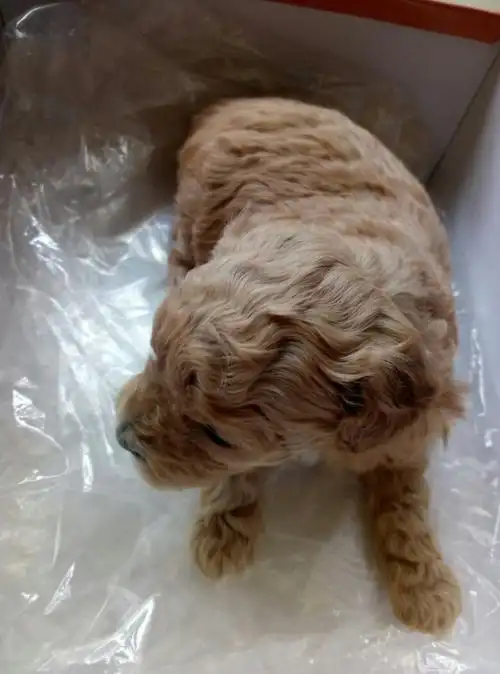 这只泰迪纯吗 一个月的