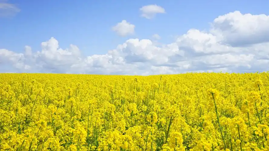 天空油菜花海风景4k电脑壁纸