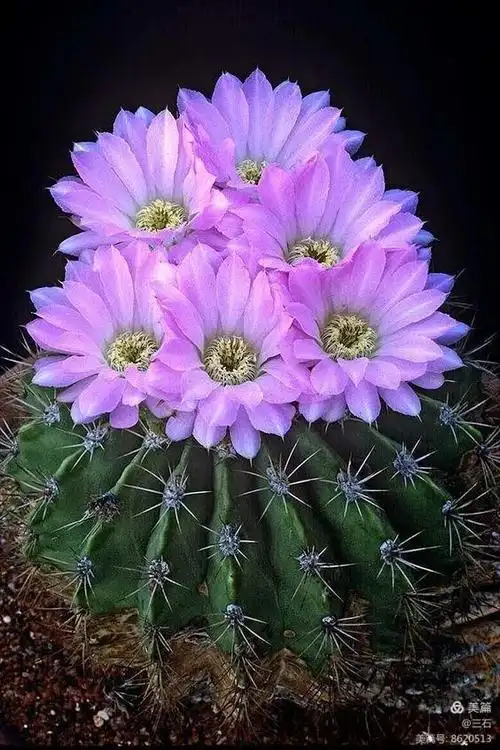 稀奇少见的花,真漂亮!